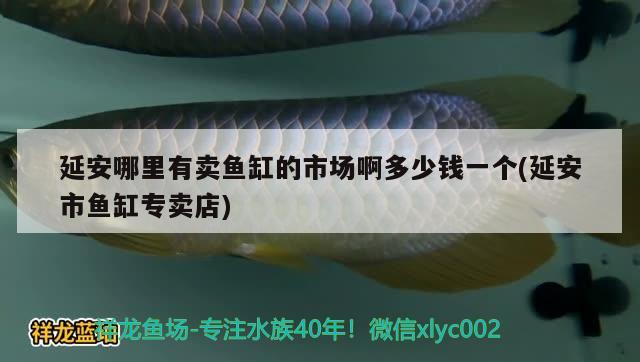 延安哪里有賣魚缸的市場啊多少錢一個(延安市魚缸專賣店) B級過背金龍魚