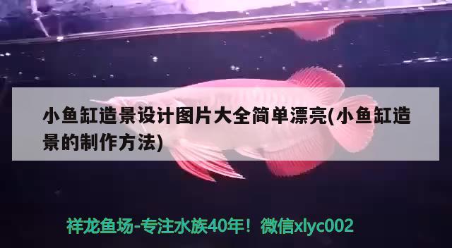 小魚缸造景設(shè)計圖片大全簡單漂亮(小魚缸造景的制作方法) 狗仔招財貓魚