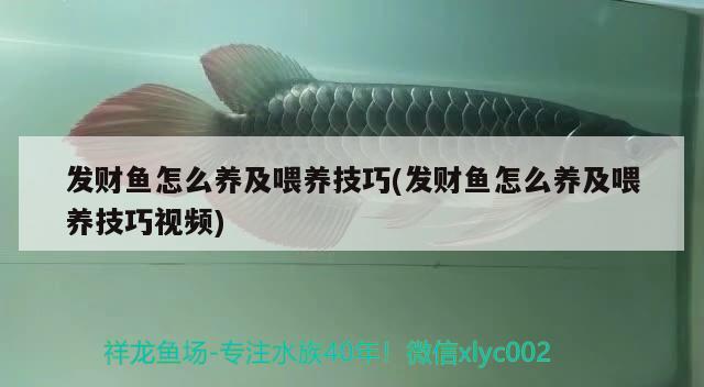 發(fā)財魚怎么養(yǎng)及喂養(yǎng)技巧(發(fā)財魚怎么養(yǎng)及喂養(yǎng)技巧視頻) 觀賞魚