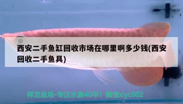 西安二手魚缸回收市場在哪里啊多少錢(西安回收二手魚具) 蝴蝶鯉魚苗