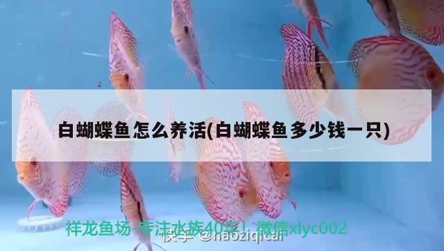 白蝴蝶魚怎么養(yǎng)活(白蝴蝶魚多少錢一只)