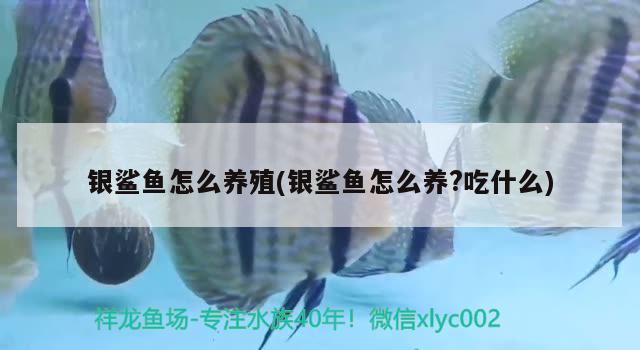 銀鯊魚(yú)怎么養(yǎng)殖(銀鯊魚(yú)怎么養(yǎng)?吃什么)