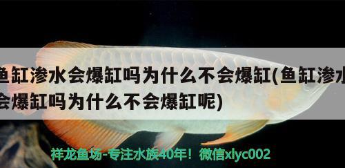 魚(yú)缸滲水會(huì)爆缸嗎為什么不會(huì)爆缸(魚(yú)缸滲水會(huì)爆缸嗎為什么不會(huì)爆缸呢)