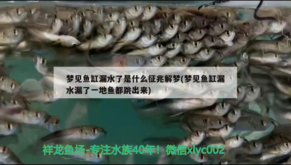 夢(mèng)見魚缸漏水了是什么征兆解夢(mèng)(夢(mèng)見魚缸漏水漏了一地魚都跳出來(lái)) 過(guò)濾設(shè)備