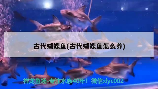 古代蝴蝶魚(古代蝴蝶魚怎么養(yǎng)) 蝴蝶鯉