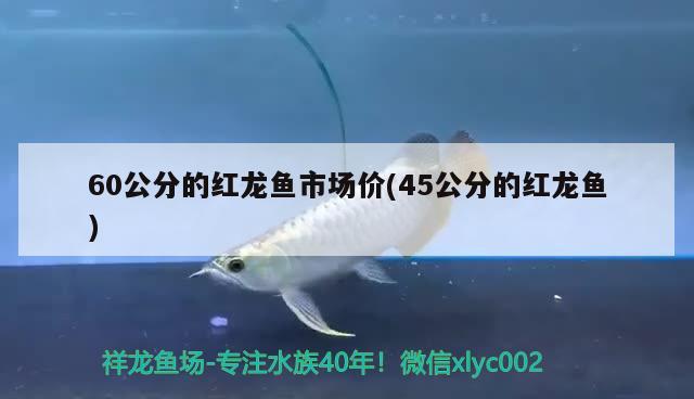 60公分的紅龍魚市場(chǎng)價(jià)(45公分的紅龍魚) 觀賞魚