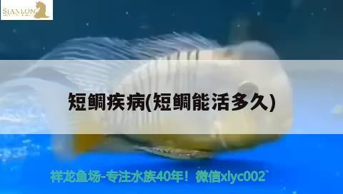 短鯛疾病(短鯛能活多久) 觀賞魚