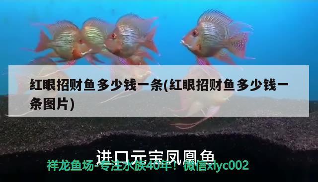 紅眼招財魚多少錢一條(紅眼招財魚多少錢一條圖片)