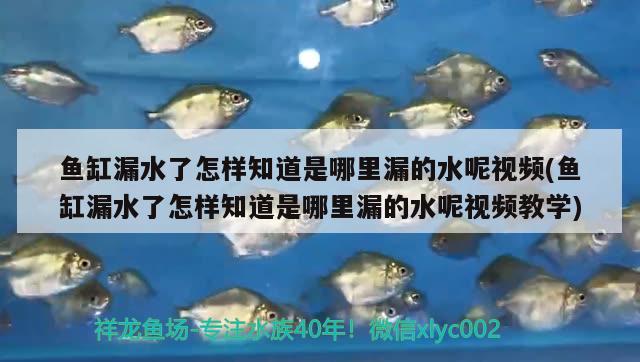 魚缸漏水了怎樣知道是哪里漏的水呢視頻(魚缸漏水了怎樣知道是哪里漏的水呢視頻教學(xué)) 黑桃A魚 第2張