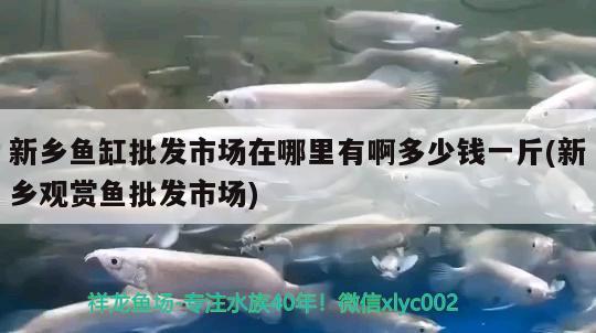 新鄉(xiāng)魚缸批發(fā)市場在哪里有啊多少錢一斤(新鄉(xiāng)觀賞魚批發(fā)市場)