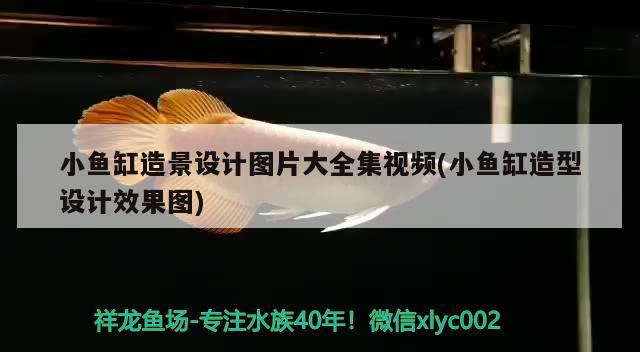 小魚缸造景設計圖片大全集視頻(小魚缸造型設計效果圖) 祥龍水族醫(yī)院