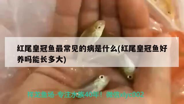 紅尾皇冠魚最常見的病是什么(紅尾皇冠魚好養(yǎng)嗎能長多大) 觀賞魚