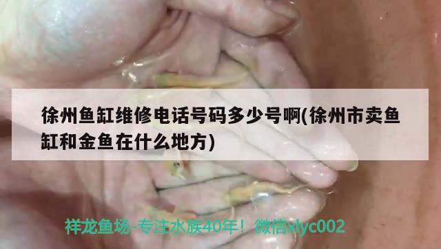 徐州魚缸維修電話號碼多少號啊(徐州市賣魚缸和金魚在什么地方) 稀有金龍魚