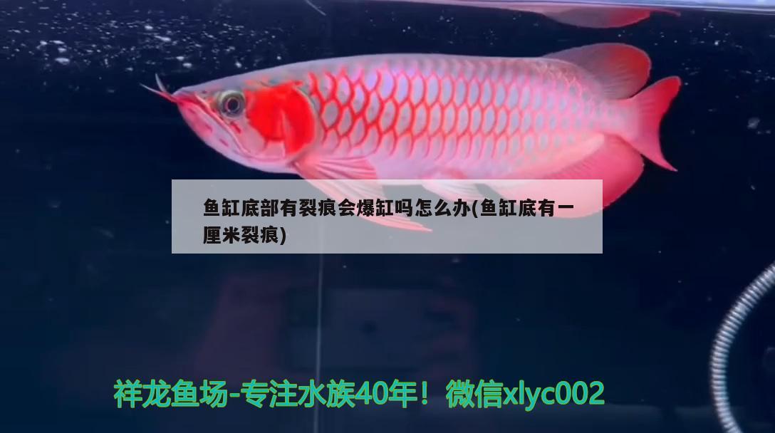 魚缸底部有裂痕會爆缸嗎怎么辦(魚缸底有一厘米裂痕)