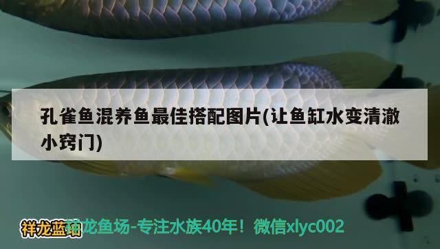 孔雀魚混養(yǎng)魚最佳搭配圖片(讓魚缸水變清澈小竅門) 觀賞魚