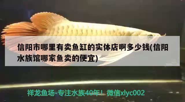 信陽市哪里有賣魚缸的實體店啊多少錢(信陽水族館哪家魚賣的便宜)