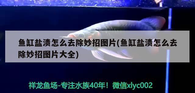 魚缸鹽漬怎么去除妙招圖片(魚缸鹽漬怎么去除妙招圖片大全)