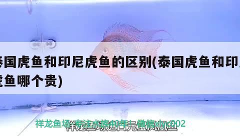 泰國虎魚和印尼虎魚的區(qū)別(泰國虎魚和印尼虎魚哪個(gè)貴)