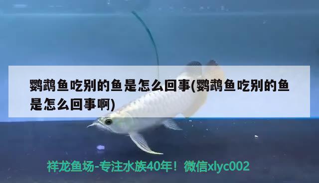 鸚鵡魚吃別的魚是怎么回事(鸚鵡魚吃別的魚是怎么回事啊) 鸚鵡魚