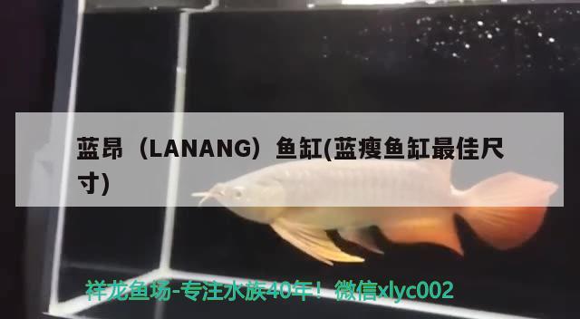 藍(lán)昂（LANANG）魚缸(藍(lán)瘦魚缸最佳尺寸)