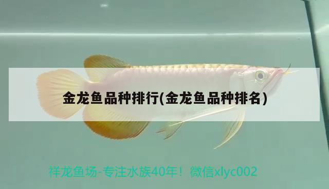 金龍魚(yú)品種排行(金龍魚(yú)品種排名)