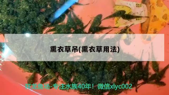 熏衣草吊(熏衣草用法)