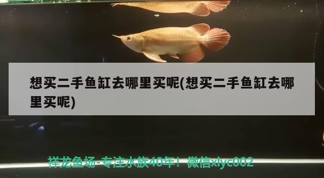 想買二手魚(yú)缸去哪里買呢(想買二手魚(yú)缸去哪里買呢) 元寶鳳凰魚(yú)百科