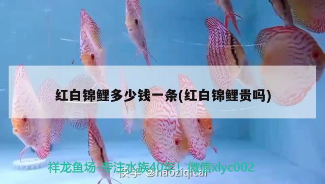 紅白錦鯉多少錢一條(紅白錦鯉貴嗎) 紅白錦鯉魚