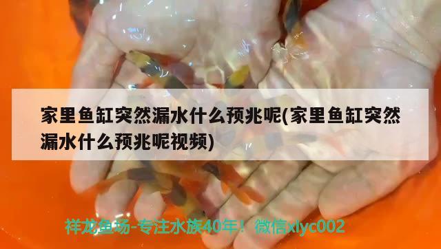 家里魚缸突然漏水什么預(yù)兆呢(家里魚缸突然漏水什么預(yù)兆呢視頻) 祥龍赫舞紅龍魚