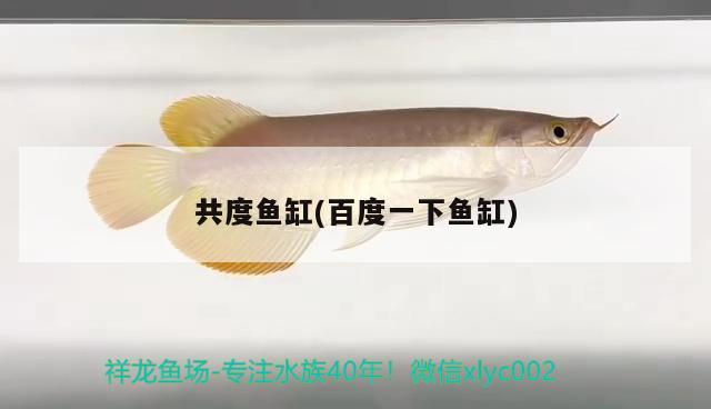 共度魚缸(百度一下魚缸)