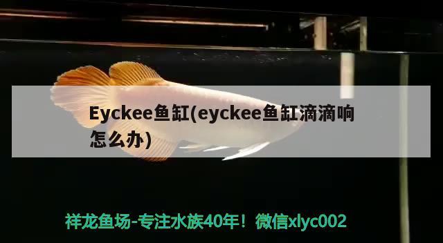 Eyckee魚(yú)缸(eyckee魚(yú)缸滴滴響怎么辦) 其他品牌魚(yú)缸