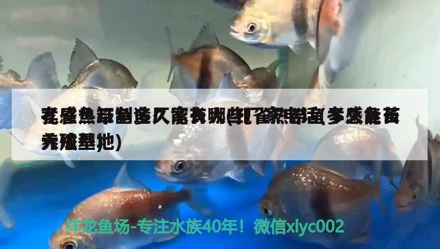 孔雀熱帶魚多久能長大(孔雀熱帶魚多久能長大成型) 觀賞魚