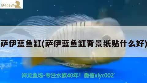 薩伊藍(lán)魚缸(薩伊藍(lán)魚缸背景紙貼什么好)