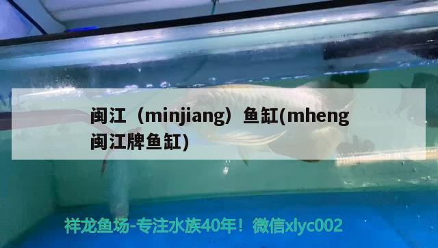 閩江（minjiang）魚缸(mheng閩江牌魚缸) 其他品牌魚缸