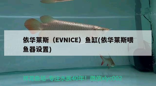 依華萊斯（EVNICE）魚缸(依華萊斯喂魚器設(shè)置)