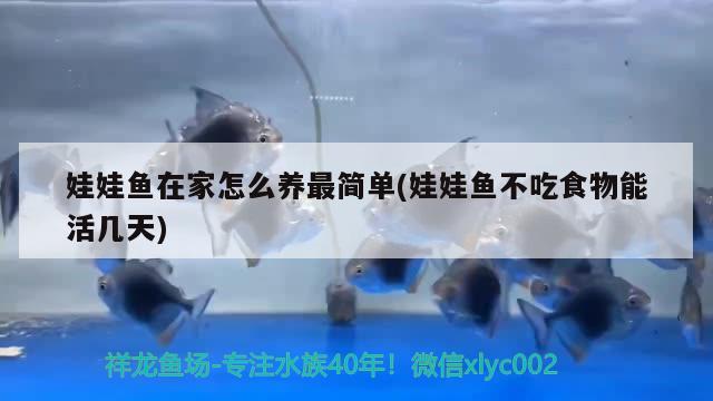 娃娃魚在家怎么養(yǎng)最簡單(娃娃魚不吃食物能活幾天)