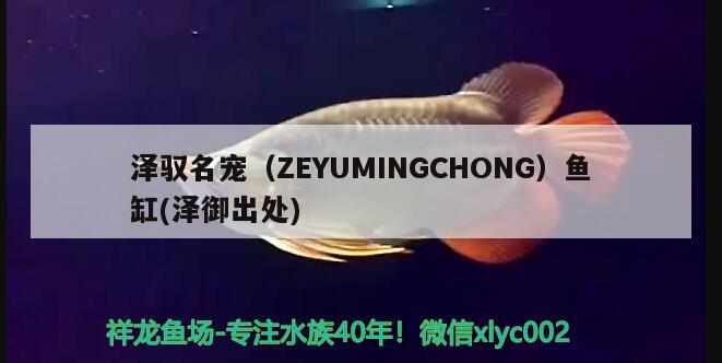 澤馭名寵（ZEYUMINGCHONG）魚缸(澤御出處) 其他品牌魚缸