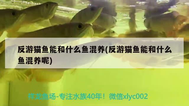 反游貓魚能和什么魚混養(yǎng)(反游貓魚能和什么魚混養(yǎng)呢) 觀賞魚