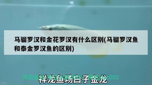 馬騮羅漢和金花羅漢有什么區(qū)別(馬騮羅漢魚和泰金羅漢魚的區(qū)別)