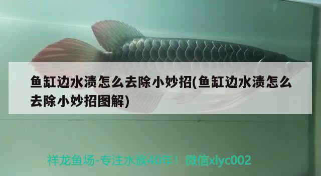 魚(yú)缸邊水漬怎么去除小妙招(魚(yú)缸邊水漬怎么去除小妙招圖解)