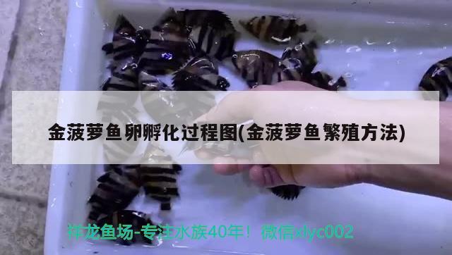 金菠蘿魚卵孵化過程圖(金菠蘿魚繁殖方法)