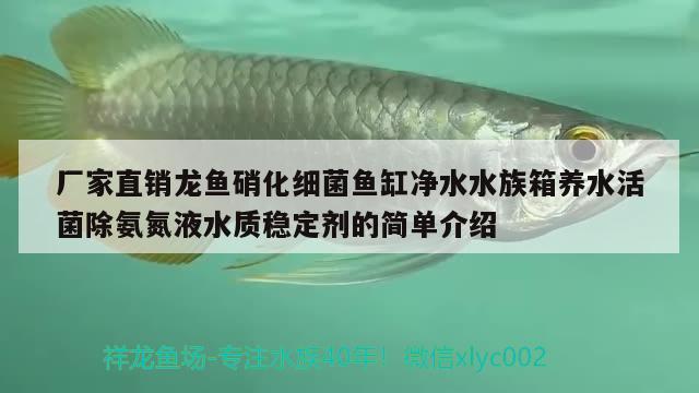 廠家直銷(xiāo)龍魚(yú)硝化細(xì)菌魚(yú)缸凈水水族箱養(yǎng)水活菌除氨氮液水質(zhì)穩(wěn)定劑的簡(jiǎn)單介紹 硝化細(xì)菌