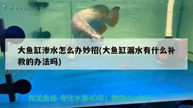 大魚缸滲水怎么辦妙招(大魚缸漏水有什么補(bǔ)救的辦法嗎)