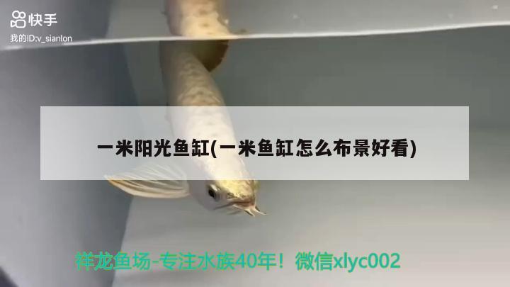 一米陽光魚缸(一米魚缸怎么布景好看)