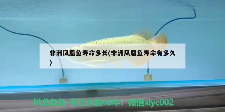 非洲鳳凰魚壽命多長(非洲鳳凰魚壽命有多久)