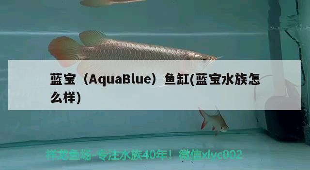 藍(lán)寶（AquaBlue）魚缸(藍(lán)寶水族怎么樣) 其他品牌魚缸