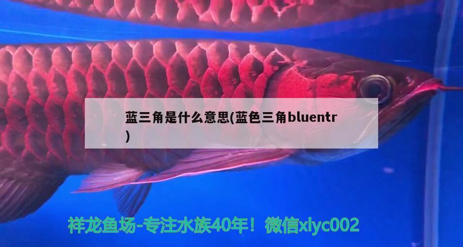 藍(lán)三角是什么意思(藍(lán)色三角bluentr) 觀賞魚(yú)