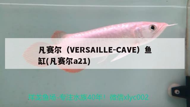 凡賽爾（VERSAILLE-CAVE）魚缸(凡賽爾a21)