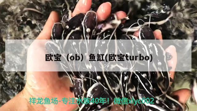 歐寶（ob）魚缸(歐寶turbo)