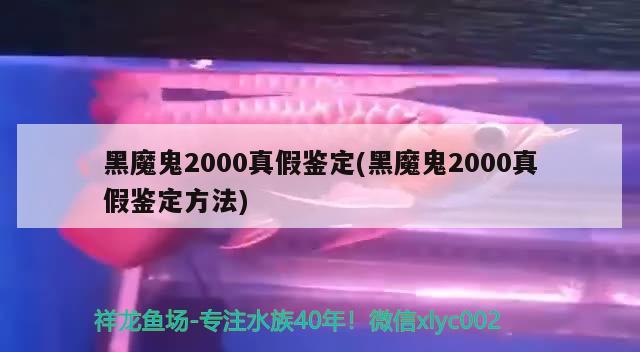 黑魔鬼2000真假鑒定(黑魔鬼2000真假鑒定方法)